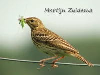 Boompieper [Anthus trivialis]